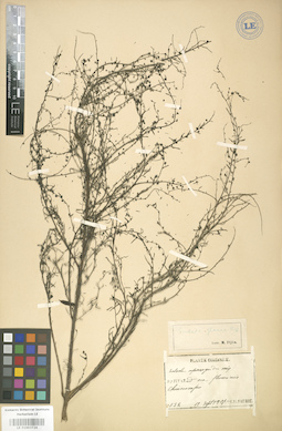 LE 01003726