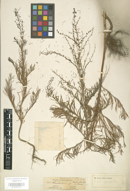 LE 01003731