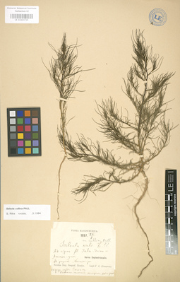 LE 01003735
