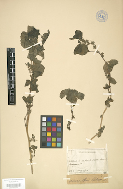 LE 01003742