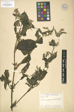 LE 01003748