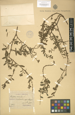 LE 01003806