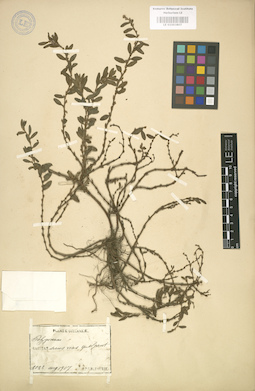 LE 01003807