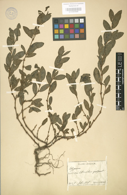 LE 01003808