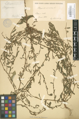 LE 01003812