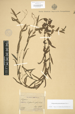 LE 01003818