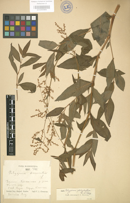 LE 01003856