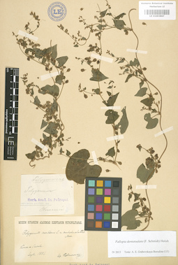 LE 01003867