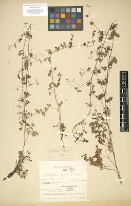 LE 01003929