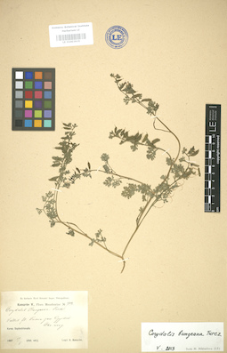 LE 01003935