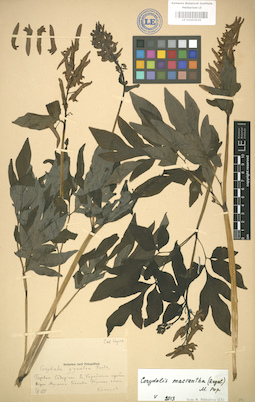 LE 01003936