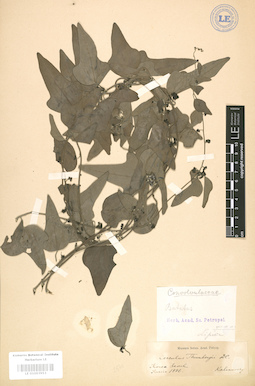 LE 01003953