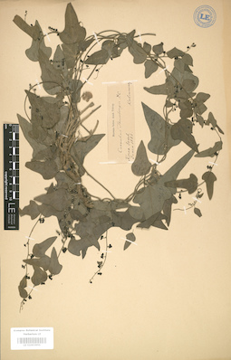 LE 01003955