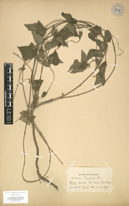 LE 01003957