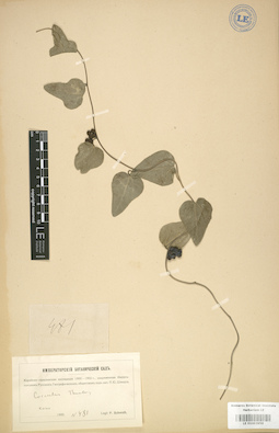 LE 01003958