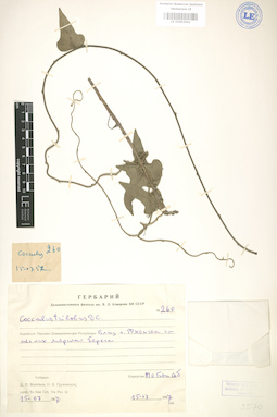LE 01003961