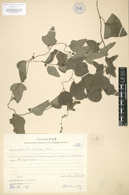 LE 01003962