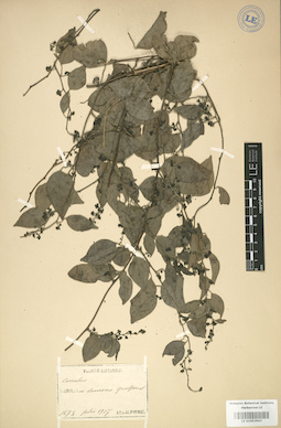 LE 01003963