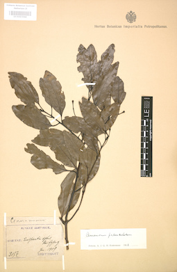 LE 01003998
