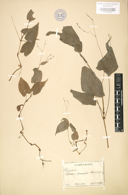 LE 01004047