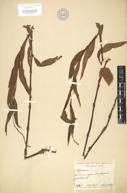 LE 01004050