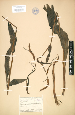 LE 01004051