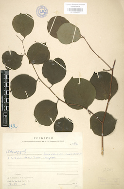 LE 01004055