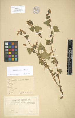 LE 01004056