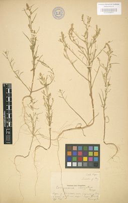 LE 01004063