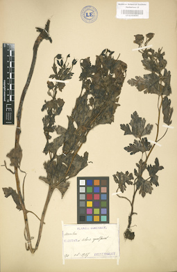 LE 01004095