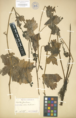 LE 01004096