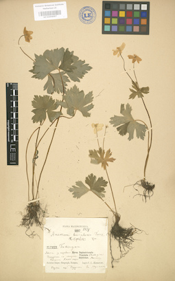 LE 01004097