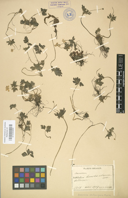 LE 01004099