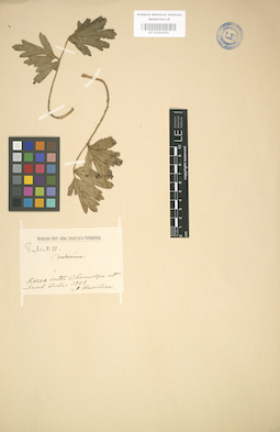 LE 01004161