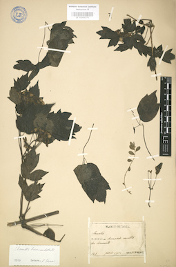 LE 01004174