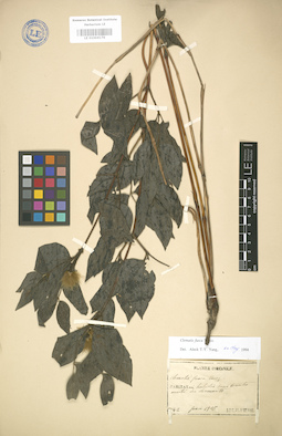 LE 01004176