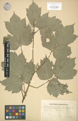 LE 01004177