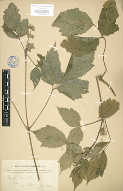 LE 01004180