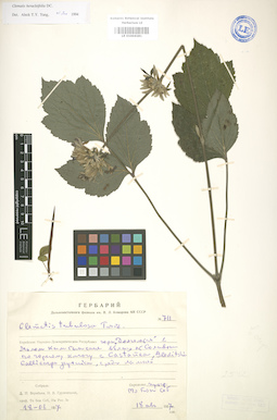 LE 01004181