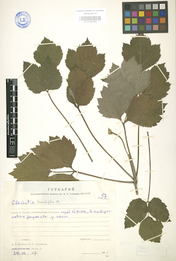 LE 01004182