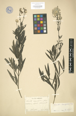LE 01004185