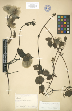 LE 01004186