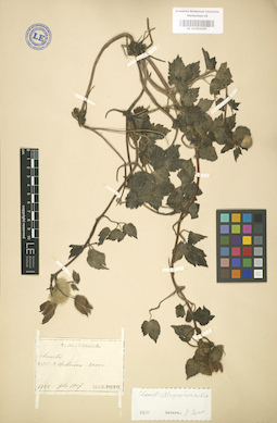 LE 01004187