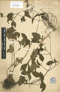 LE 01004189