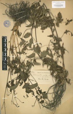 LE 01004194