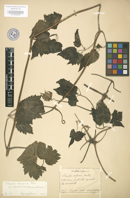 LE 01004205
