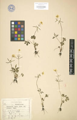 LE 01004217