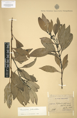 LE 01004231