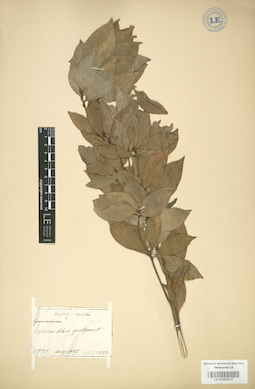 LE 01004232