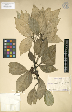 LE 01004233